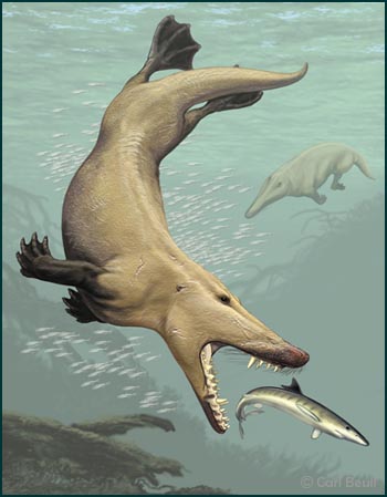 http://fernandod.com.br/images/textos/AMBULOCETUS NATANS 2.JPG