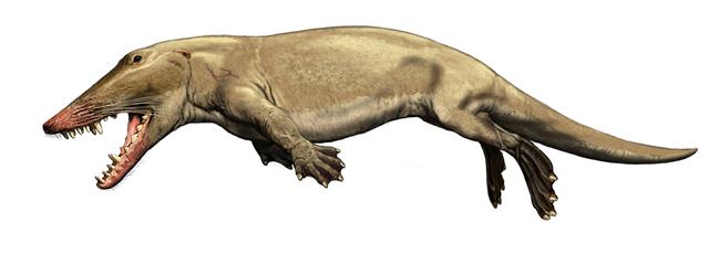 http://fernandod.com.br/images/textos/AMBULOCETUS NATANS 3.jpg