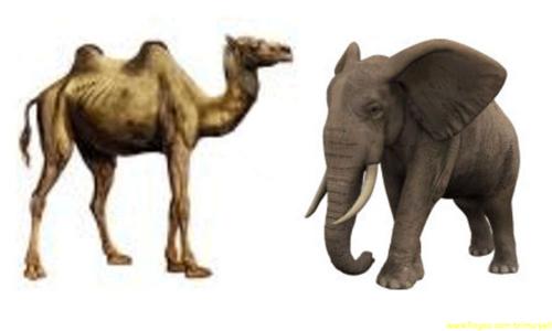 http://fernandod.com.br/images/textos/CAMELO, ELEFANTE E O MACACO.jpg