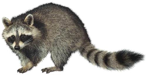http://fernandod.com.br/images/textos/CARNIVOROS 3.png