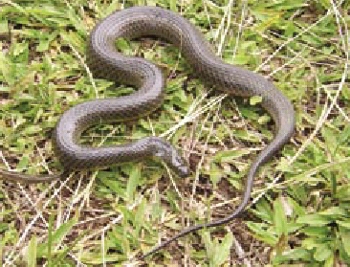 http://fernandod.com.br/images/textos/COBRA DAGUA.jpg