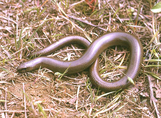 http://fernandod.com.br/images/textos/COBRA DE VIDRO 1.jpg