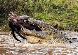 http://fernandod.com.br/images/textos/CROCODILO DEVORANDO ANTILOPE 1.jpg