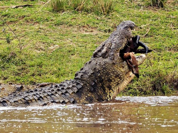 http://fernandod.com.br/images/textos/CROCODILO DEVORANDO ANTILOPE 2.jpg