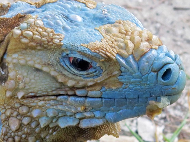 http://fernandod.com.br/images/textos/IGUANA AZUL 1.jpg