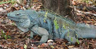 http://fernandod.com.br/images/textos/IGUANA AZUL 2.jpg