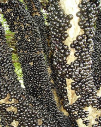 http://fernandod.com.br/images/textos/JABUTICABA 2.jpg