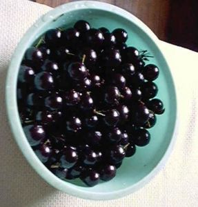 http://fernandod.com.br/images/textos/JABUTICABA 3.jpg