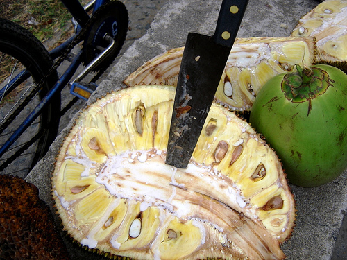http://fernandod.com.br/images/textos/JACA 2.jpg