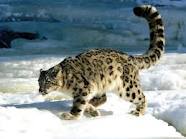 http://fernandod.com.br/images/textos/LEOPARDO DA NEVE 1.jpg