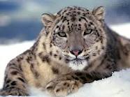 http://fernandod.com.br/images/textos/LEOPARDO DA NEVE 2.jpg