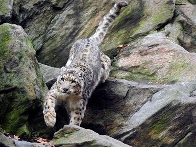 http://fernandod.com.br/images/textos/LEOPARDO DA NEVE 4.jpg
