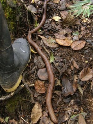 http://fernandod.com.br/images/textos/MINHOCA GIGANTE DE WASHINGTON 2.jpg