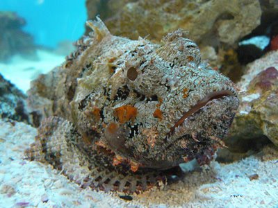 http://fernandod.com.br/images/textos/PEIXE PEDRA 1.jpg