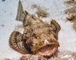 http://fernandod.com.br/images/textos/PEIXE PEDRA 2.jpg
