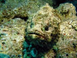 http://fernandod.com.br/images/textos/PEIXE PEDRA 3.jpg