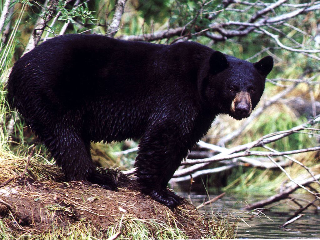 http://fernandod.com.br/images/textos/URSO NEGRO 1.jpg