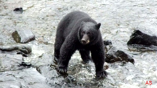http://fernandod.com.br/images/textos/URSO NEGRO 2.jpg