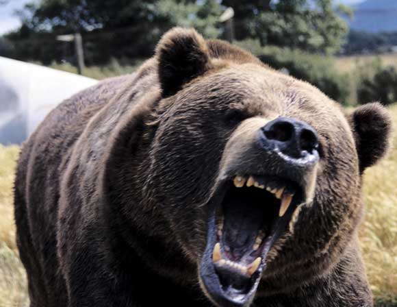 http://fernandod.com.br/images/textos/URSO NEGRO 3.jpg
