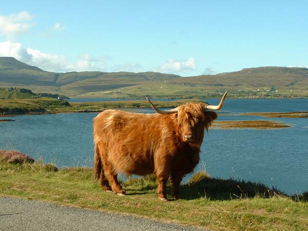 http://fernandod.com.br/images/textos/VACA PELUDA DA ESCOCIA 1.jpg