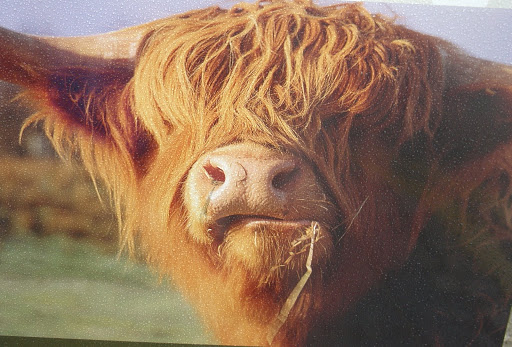 http://fernandod.com.br/images/textos/VACA PELUDA DA ESCOCIA 2.JPG