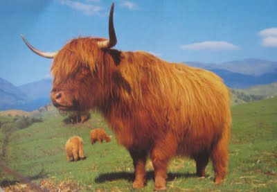 http://fernandod.com.br/images/textos/VACA PELUDA DA ESCOCIA 3.jpg